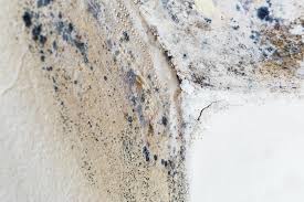 Best Residential Mold Inspection & Testing in Lakewood, IL